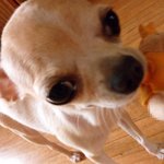 사진有) ★★★개판)) 우리집 러블리 개님을 소개합니다 (안보면후회함...