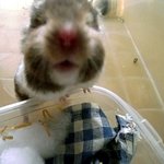 ★★★본격 쥐판★★★