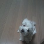 우리집강아지기요미표정