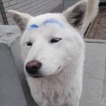 @@@(사진有) <b>얼짱</b>각도면 개 <b>얼짱</b>되네 -_-