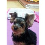 ☆개판★미용실 갓다오고 꼬리가 달라진 우리집 개☆