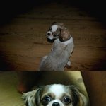 ☆★☆★이런 훈훈한 犬(개) 판은 <b>본적</b> 음슬꺼임!☆★☆★