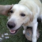 ★★★(개판) 엽사사진有!!! 우리집 망고를 소개합니다!!★★★수정판