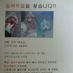 부천분들 갈색 푸들 좀찾아주세요 !! 여러분의 힘이 필요합니다!