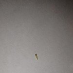 ★★피어싱 구멍에서 벌레가 나왔어요(사진有)★★