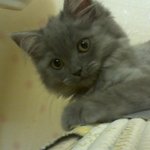 <b>울집</b>  냥이