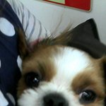 우리집 영양가 넘치는 두부