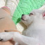 ★개판★ 두마리강아지 엄마의 고민