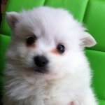 <b>가래</b>때문에 우리강아지가 죽었습니다..