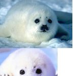 (사진有)<b>하프</b>물범을 아시나요?