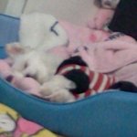 ★흔한강아지이름뽀삐★