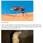 ◆79탄 세상에서 가장 무서운 생물 <b>best</b>◆