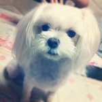 ☆개.고양이 판☆ 우리집 개와 고양이에 관한 진실