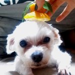 ★☆개판!!!!!!!!!!!!사진有) 내이름은 <b>배복</b>돌