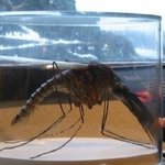 약간혐오★★자이언트모기★★★