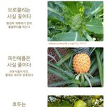 ★★우리가몰랐던과일의<b>실체</b>★★★