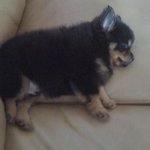 ★☆[개판] 돈물어오는 우리집 포메라니안 아디를 소개합니다!☆★