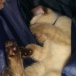 [고양이판]저희집 샴고양이, 크림이를 소개합니다!