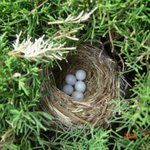 아기새와 하얀 <b>새알</b>