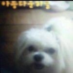 대전 홍도동-말티즈 애타게 찾습니다 도와주세요!
