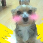 ★★★★우리집강아지를소개합니다★★★사진첨부