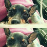 ♡★☆(아련주의)<b>개아</b>련돋는우리집 개(개판)★☆♡