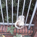 (사진有)  ★★강아지 구출사건! ★★