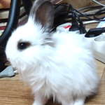 ★★★개판고양이판보다 신선한 토끼판!!!!!★★★