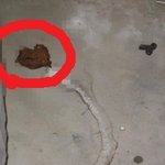 사진有 ▷▶아침에일어나보니누가우리집앞에똥을쌋네?