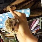 스탠다드 6개월<b>암컷</b> 고슴도치 분양합니다*************