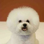 ★☆(사진)(개판!!)귀족견비숑의 뭉실이 이야기★☆