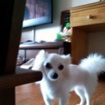 <개판> ♡♥ 우리집 여신강쥐님이심 ♡♥