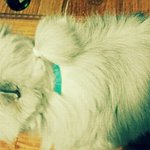 ★★★7살 노인고양이의 <b>참혹</b>한 털깍기 현장 후...★★★