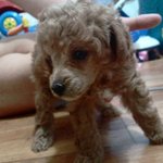 ♥♥♥개판♥내가바로 상팔자 (귀염터짐 주의)♥♥♥