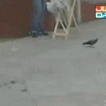 <b>좌절</b>하는 고양이.......