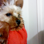 (사진,동영상有)♡우리집 우앙이를 소개합니다♡