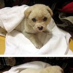 집에오는 길에 쫄쫄 따라오던 <b>새끼</b> 멍멍이 ㅠㅠ <b>새</b>주인 찾아요 ★