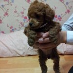 ☆★☆★☆★우리집꽃님이!!를소개합니닼ㅋㅋㅋ(사진有<b>상무</b>상무상무..)