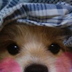 (사진有)졸캉긔요운하나