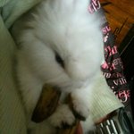 ●○●○사진有,多우리집 토끼도 누워서 바나나 먹는다!!!!!○●○●