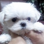 (강아지판)2개월 순수 말티즈 <b>짱아</b>를 소개합니다!!!(사진多동영상有)