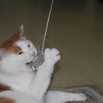 (사진有）★★★귀여운 줄만 알았던 우리 고양이!!!★★★