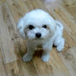 ★☆★☆ 개판이 왔어요! 사진多 우리집 귀염둥이 딸기를 소개합니다...