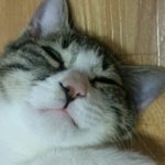 <b>협</b>오주의)<b>저</b>셀카찍었는대얼굴이어떤지봐주세요..