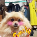 ★★★★<강아지 판 사진 有> 우리 귀여운 짱구, 토차 를 소개합니다...