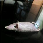 ※고구마<b>쥐</b>?!※