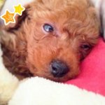 [개판] [귀염폭발]밥사수를위한발차기 ㅋㅋㅋㅋㅋㅋㅋㅋ