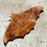 누에<b>나방</b>서 이상한거발견 ㅋㅋ★★★★★★★★★★★★★★★★★★★★★★★