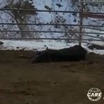 굶어죽는 소