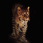 (사진개많아) ㅋㅋ제친구 치타 입니다.화성인바이러스 감염된거같음...